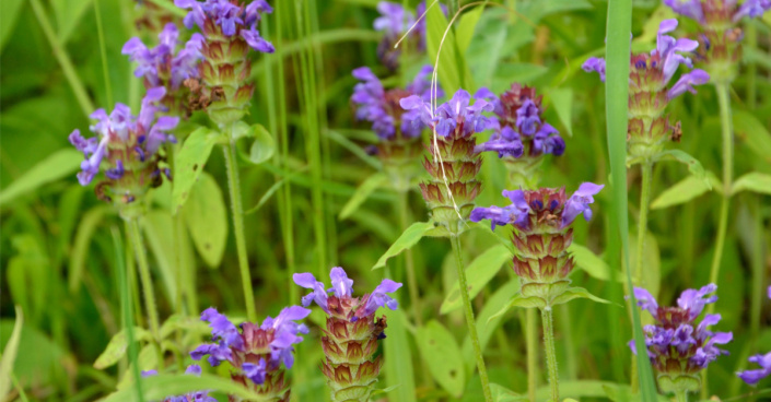 Černohlávek obecný (Prunella vulgaris)