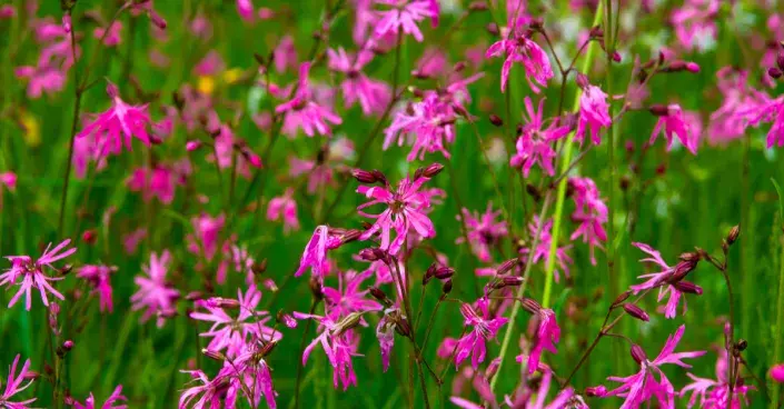 Kohoutek luční (Silene flos-cuculi) Kohoutek luční (Silene flos-cuculi)