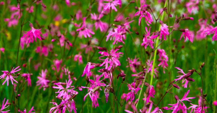 Kohoutek luční (Silene flos-cuculi)