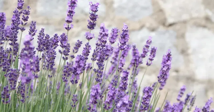 Levandule lékařská Levandule lékařská