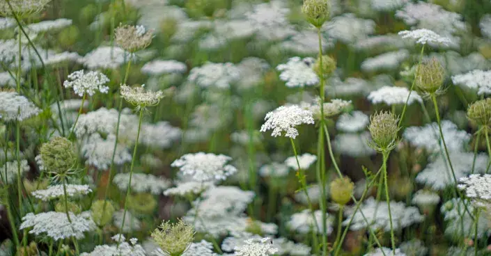 Kmín kořenný (Carum carvi) Kmín kořenný (Carum carvi)