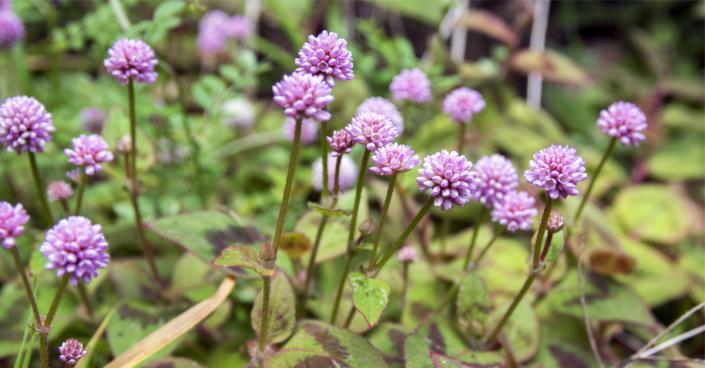 Rdesno hlavaté (Persicaria capitata)