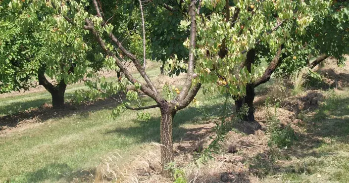 Odumírající strom meruňky Odumírající strom meruňky
