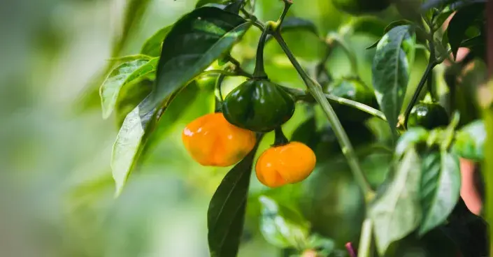 Dozrávající papričky Dozrávající papričky