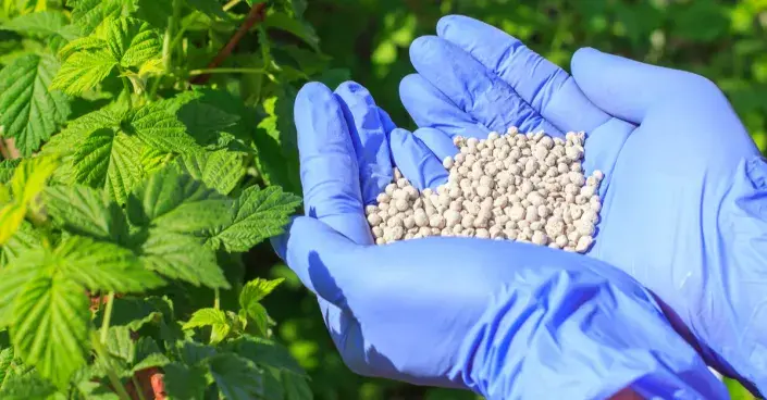 Hnojení maliníku Hnojení maliníku