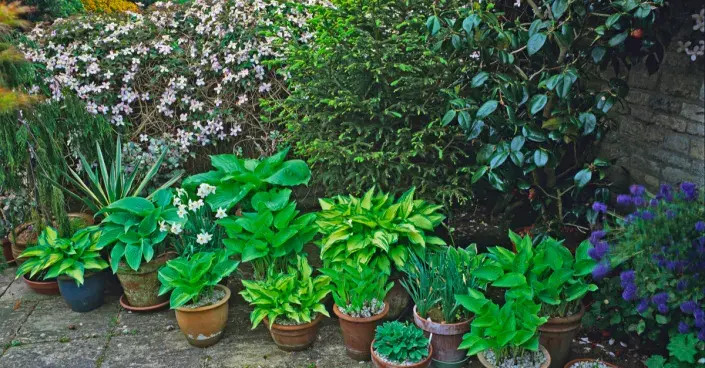 Trpasličí bohyšky Trpasličí bohyšky