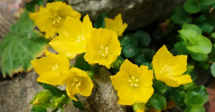 Vrbina penízková Vrbina penízková