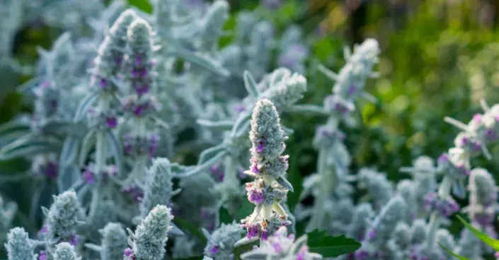 Čistec vlnatý (Stachys byzantina)