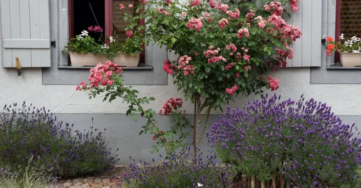 Rostliny venkovské zahrady Rostliny venkovské zahrady