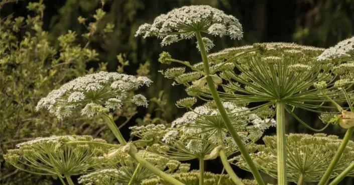 Bolševník velkolepý Bolševník velkolepý