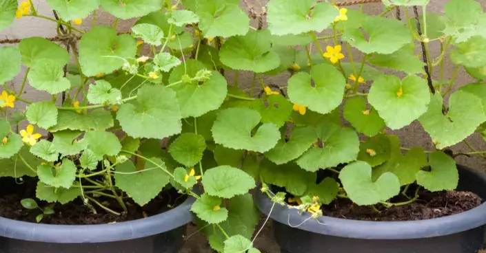 Okurky pěstované v nádobách Okurky pěstované v nádobách