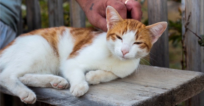 Kočka domácí na zahradní lavičce