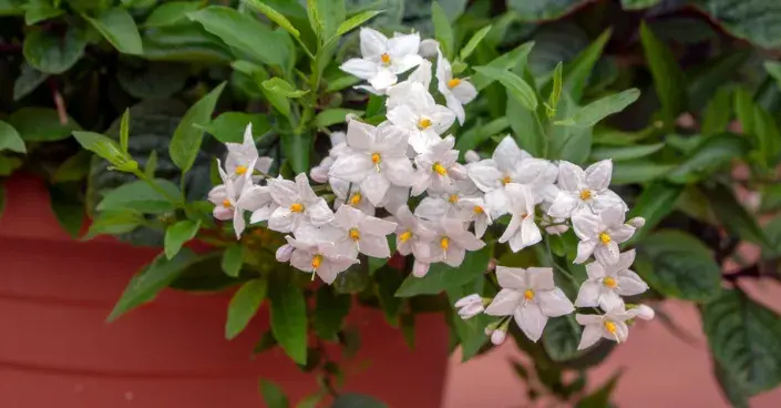 Lilek jasmínokvětý Lilek jasmínokvětý