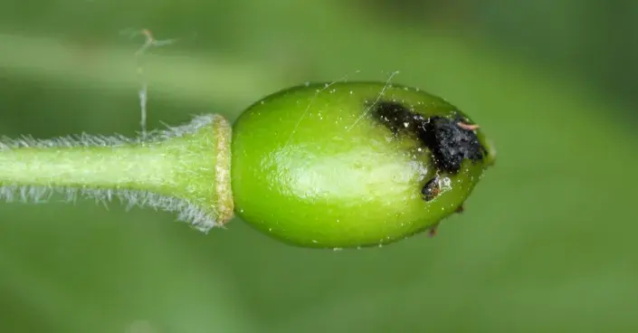 Mladý plod švestky napadený pilatkou Mladý plod švestky napadený pilatkou