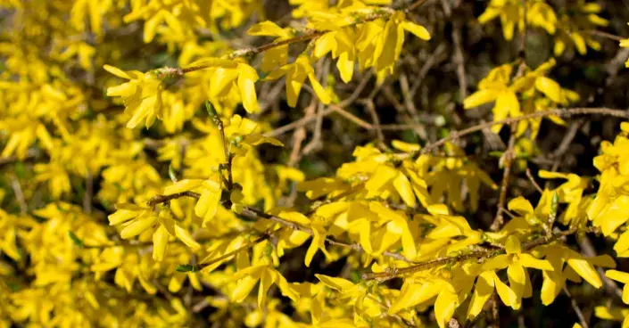 Zlatice prostřední Zlatice prostřední