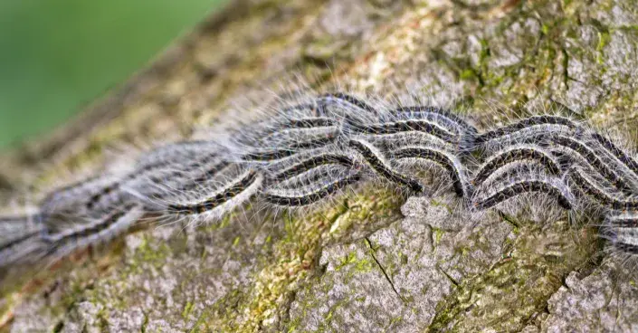 Housenky bourovčíka toulavého Housenky bourovčíka toulavého