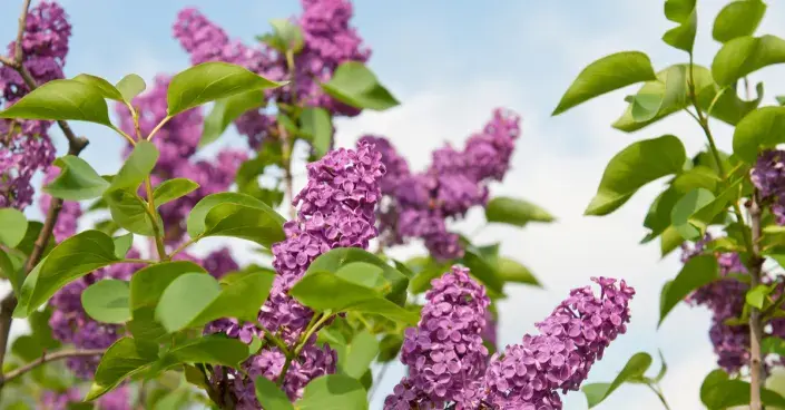 Šeřík obecný Šeřík obecný