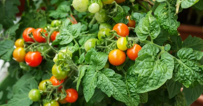 Keříčková rajčata v truhlíku Keříčková rajčata v truhlíku