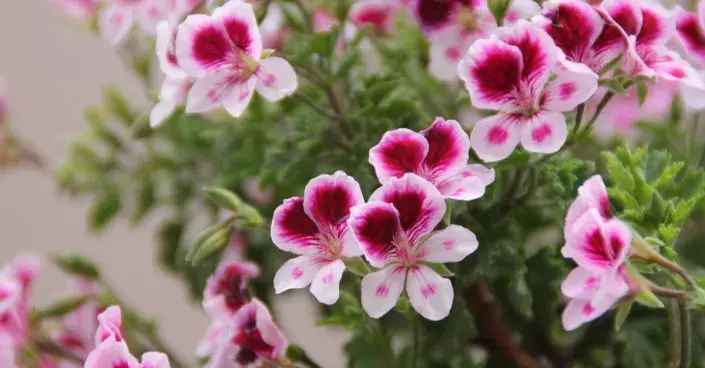 Vonná pelargonie Vonná pelargonei