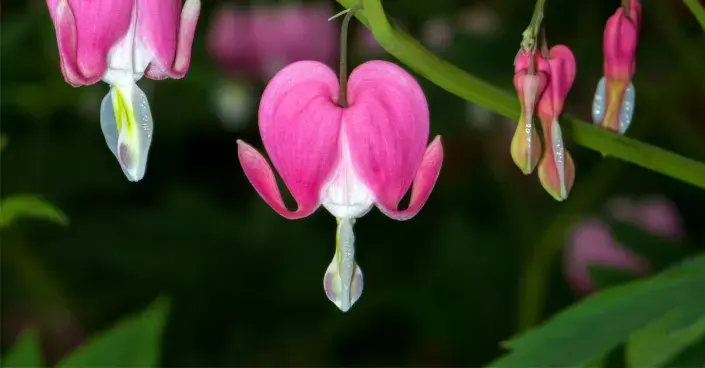 Srdcovka nádherná Srdcovka nádherná