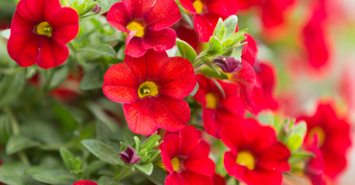 Hybridy Calibrachoa