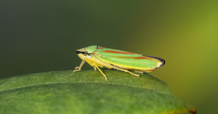 Sítinovka pěnišníková (Graphocephala fennahi)