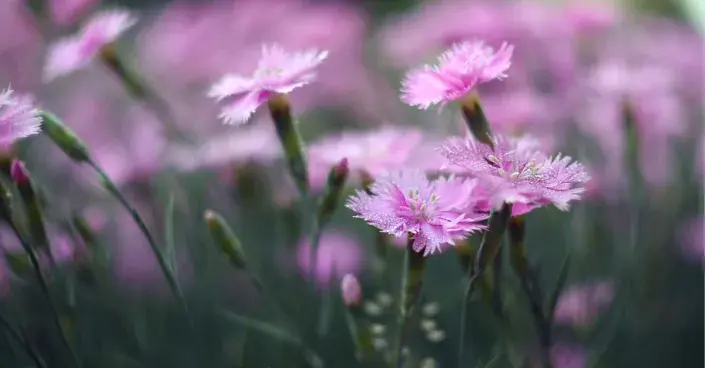 Hvozdík péřitý Hvozdík péřitý