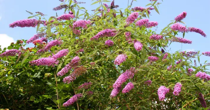 Komule Davidova Komule Davidova