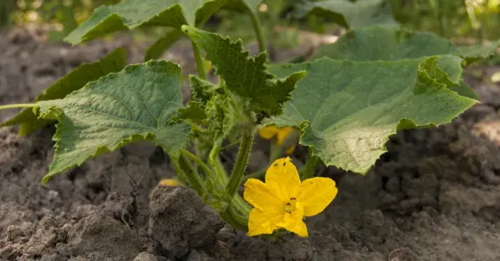 Sazenice okurky Sazenice okurky