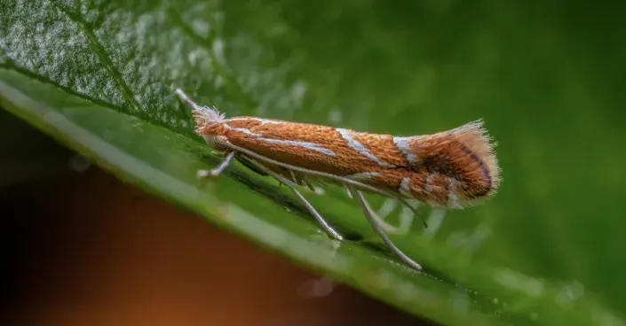 Klíněnka hlohyňová Klíněnka hlohyňová