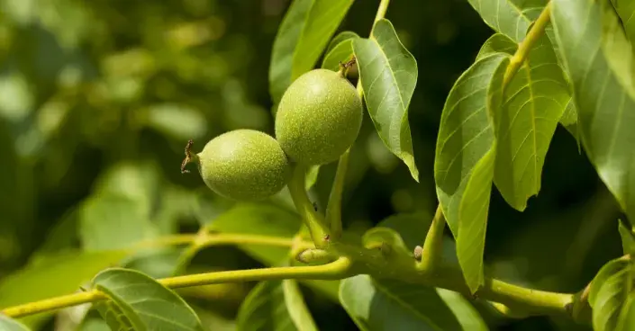 Ořešák královský