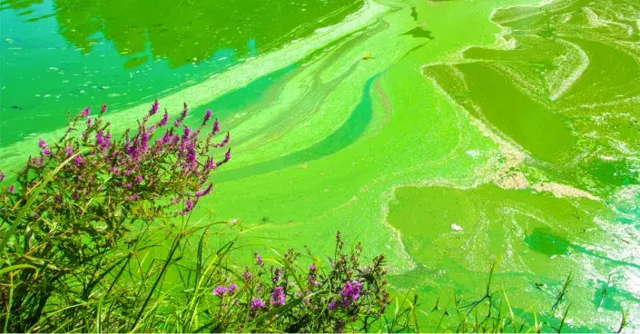 Povlak sinic na vodní hladině Povlak sinic na vodní hladině
