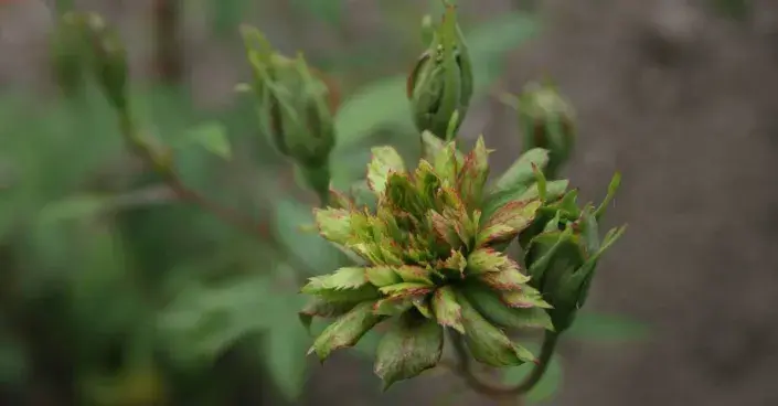 Zelená růže Zelená růže