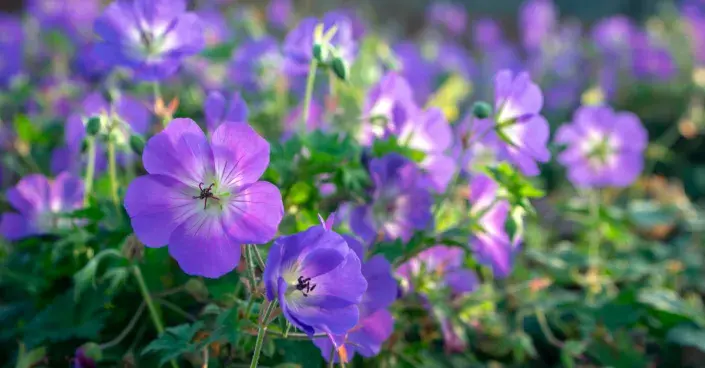 Kakost odrůdy 'Rozanne' Kakost odrůdy 'Rozanne'