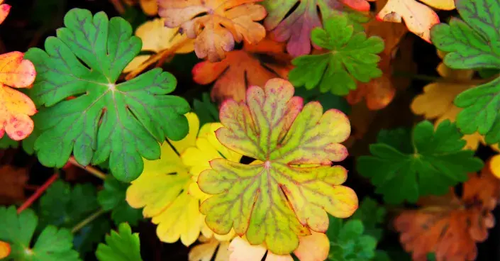 Kakost odrůdy 'Cambridge' Kakost odrůdy 'Cambridge'