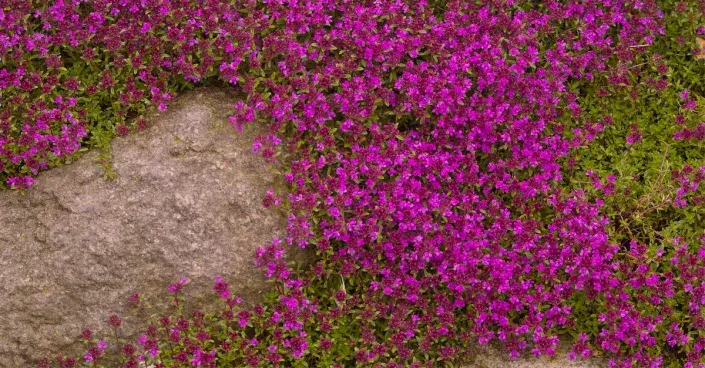 Mateřídouška úzkolistá (Thymus serpyllum)