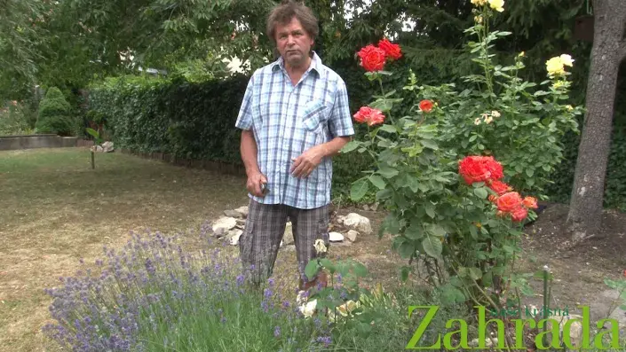 Péče o růže Péče o růže