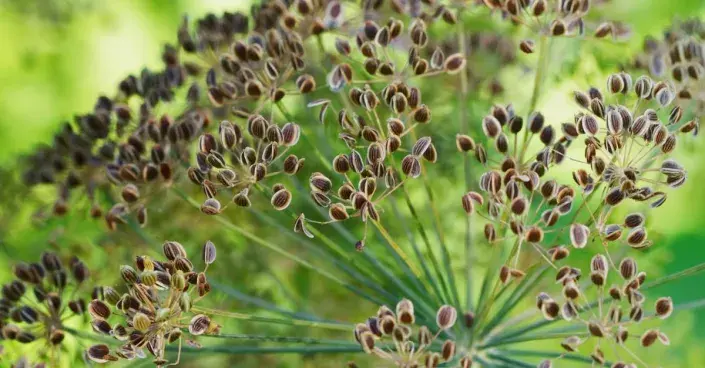 Semena kopru Semena kopru