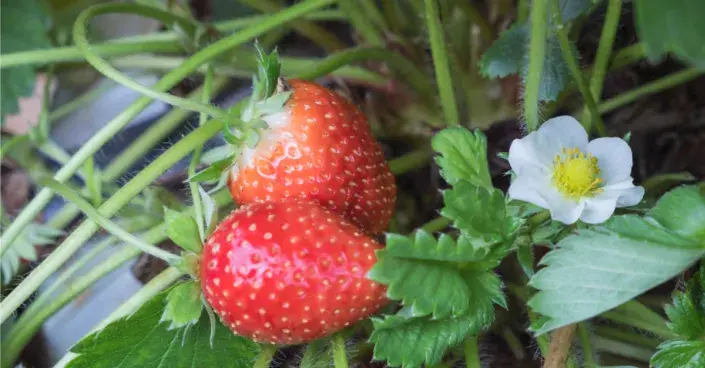 Dozrávající jahody Dozrávající jahody