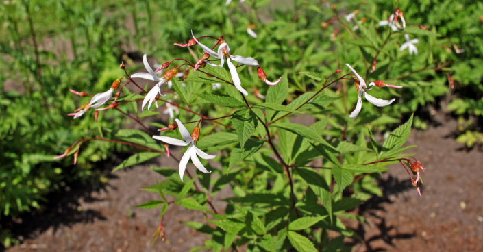 Trubučka trojlistá (Gillenia trifoliata)