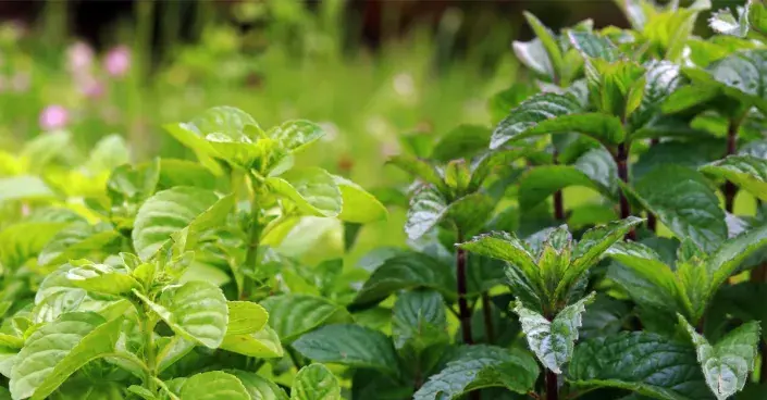 Máta peprná Máta peprná