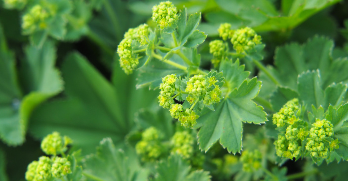 Kontryhel měkký (Alchemilla mollis)