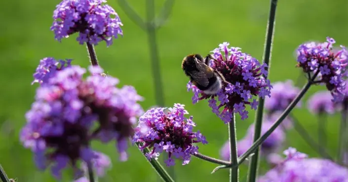 Čmelák na sporýši Čmelák na sporýši