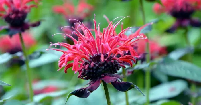 Zavinutka podvojná (Monarda didyma) Zavinutka podvojná (Monarda didyma)