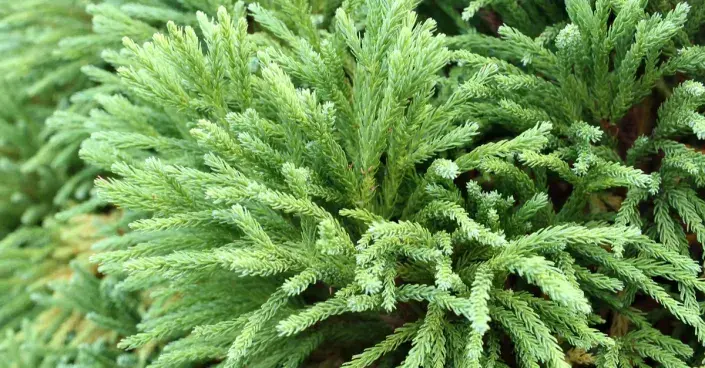 Kryptomerie japonská Kryptomerie japonská