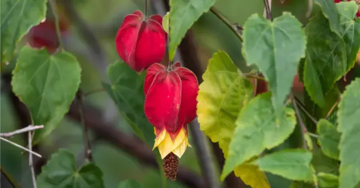 Mračňák poříční