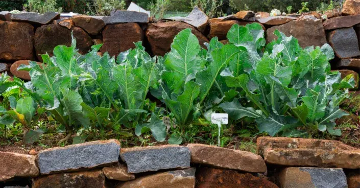 Patrovité pěstování zeleniny orientované na jih Patrovité pěstování zeleniny orientované na jih