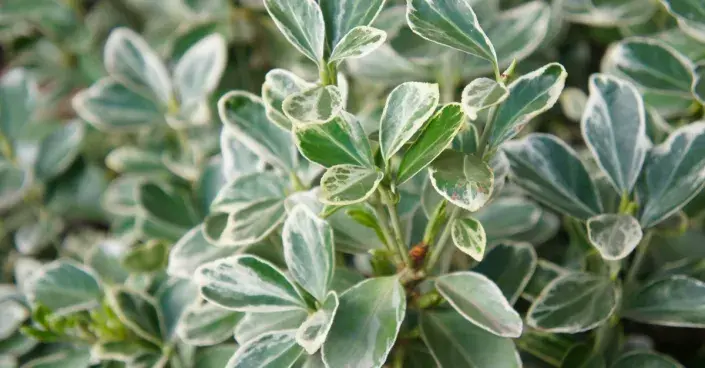 Brslen Fortuneův Brslen Fortuneův