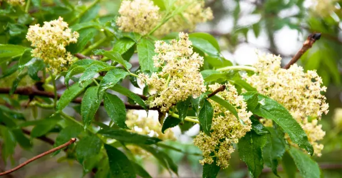 Bez červený Bez červený