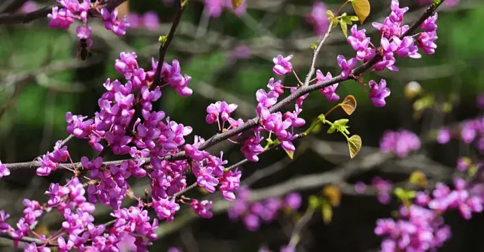 Zmarlika kanadská Zmarlika kanadská